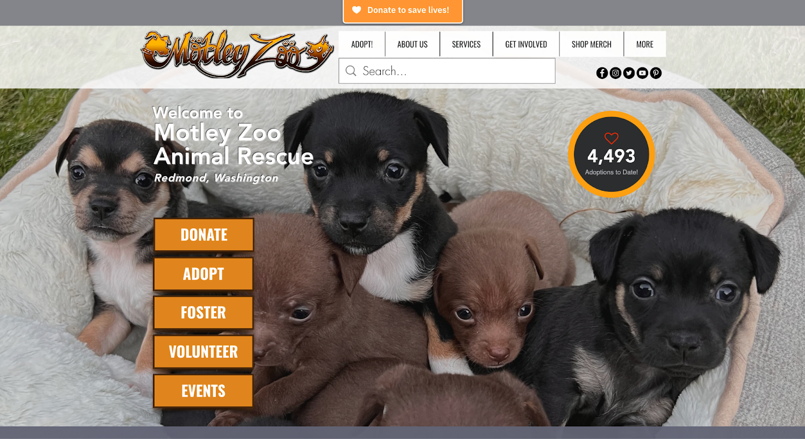 Screenshot from Motley Zoo Animal Rescue shows several puppies ready for adoption
