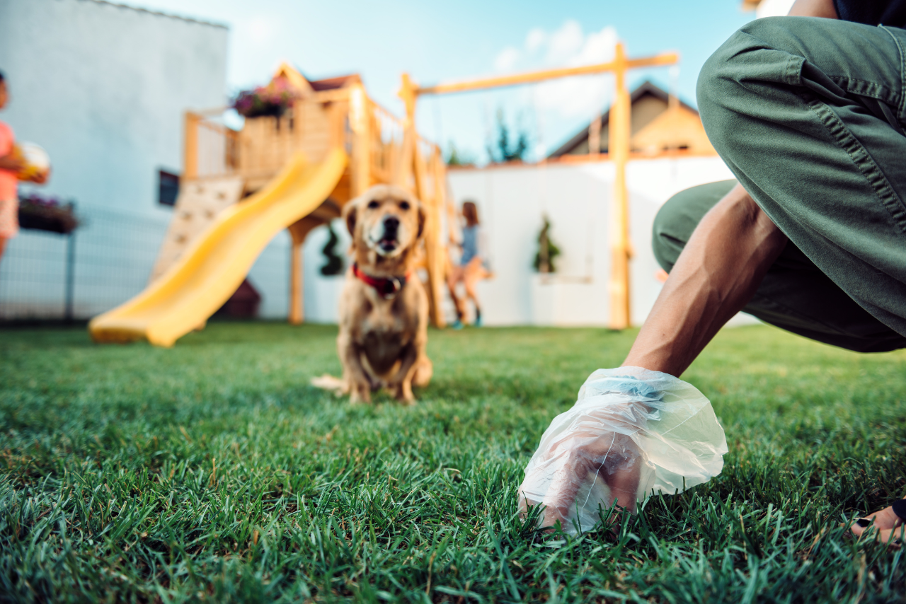 Man picks up dog's poop.