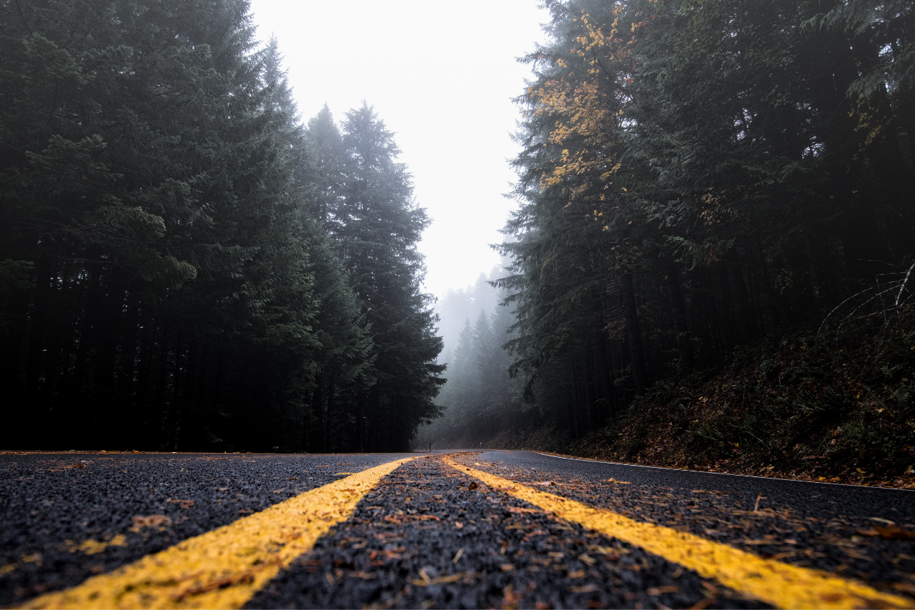 Roadkill perspective forest road.