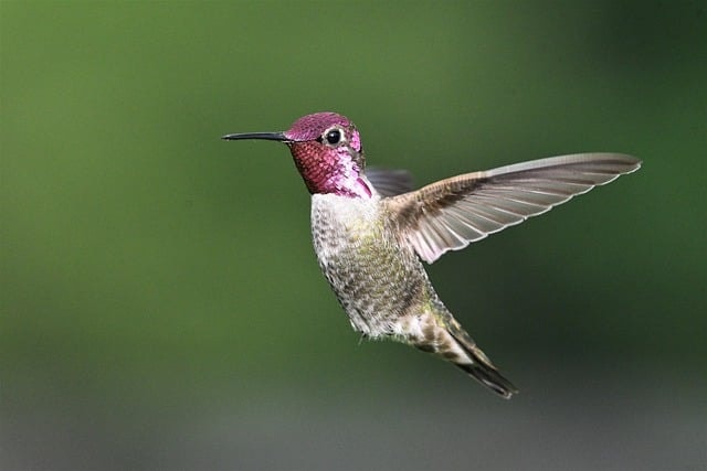 A beautiful photograph of a hummingbird.