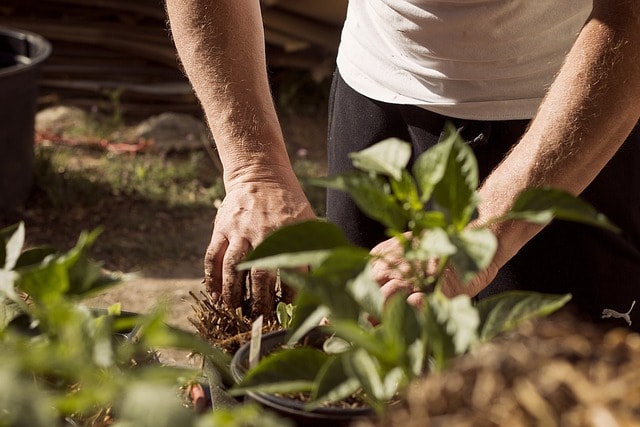 A green thumb planting herbs.