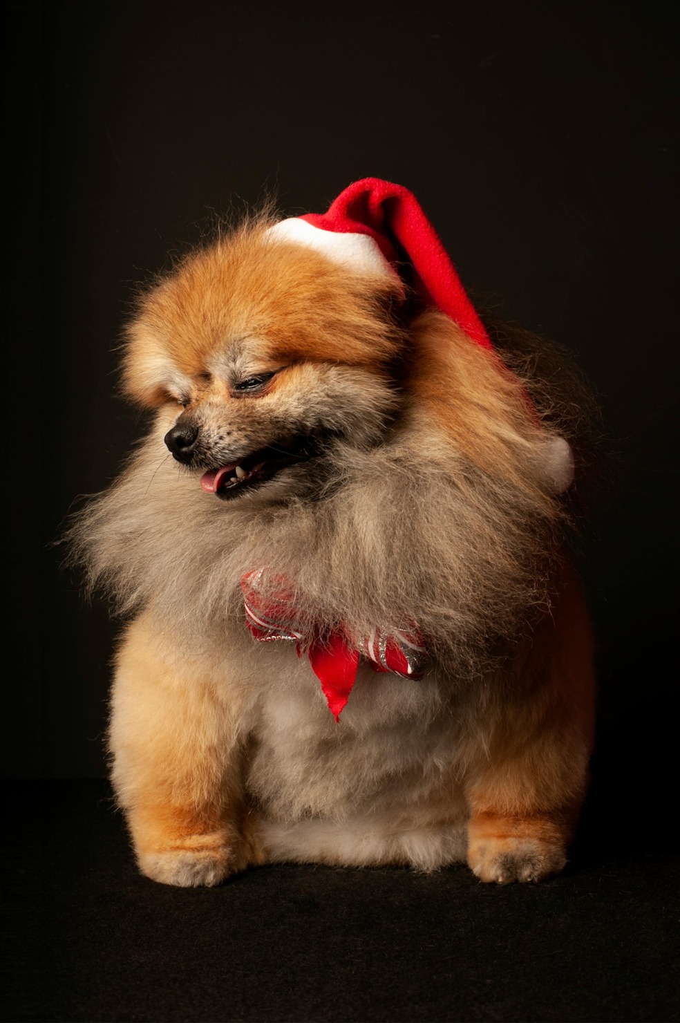 Brown Pomeranian Puppy Wearing Red and White Santa Hat.