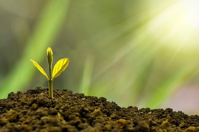 Investment concept using a small plant budding out of soil.