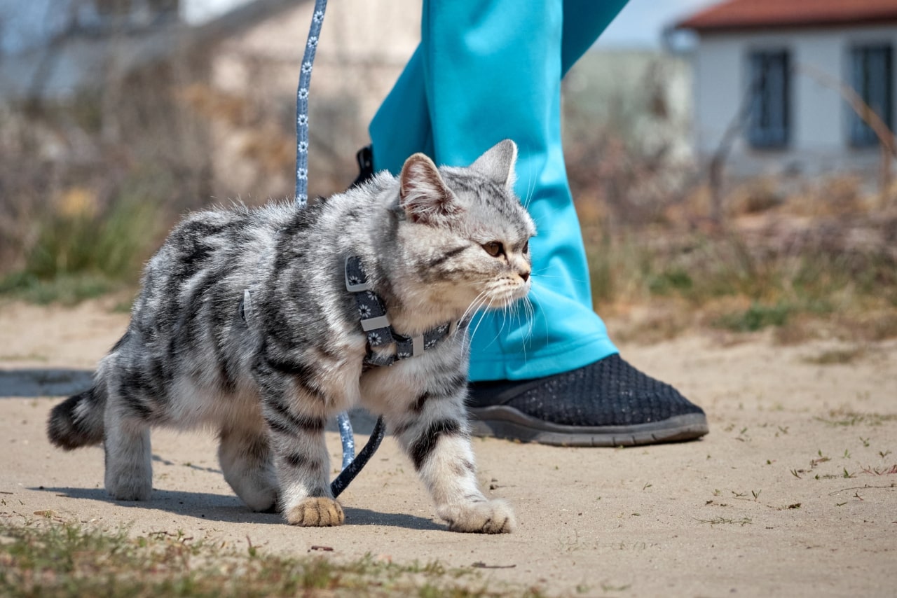 Person walking a cat on a leash.