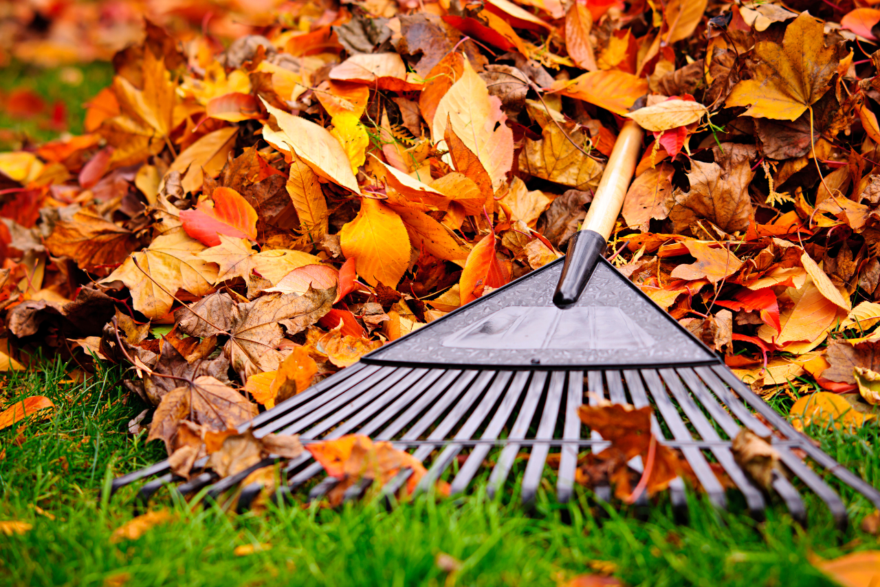 Pile of fallen autumn Leaves with fan rake on lawn.