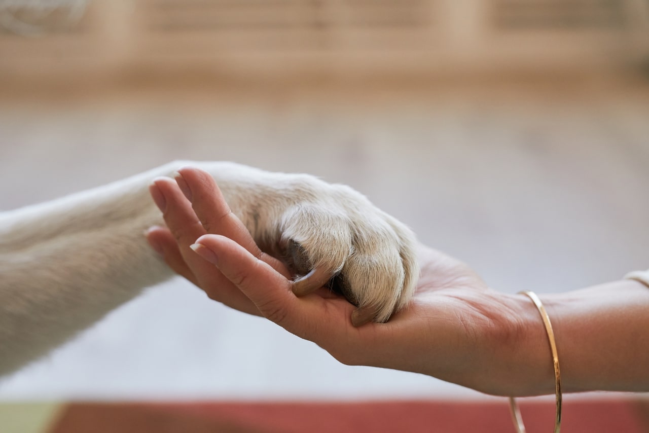 Side view close up of woman holding paw of a white dog.