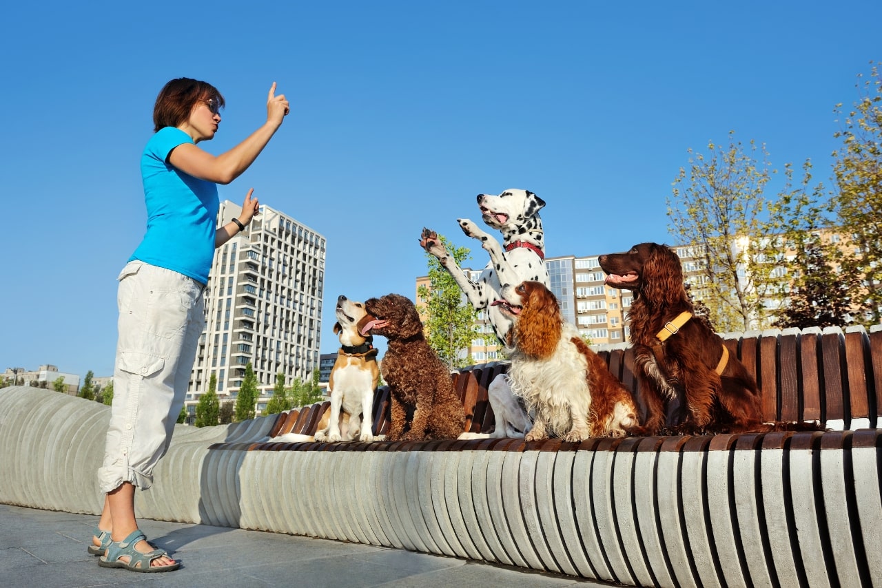 Woman training dogs at the dogs school.
