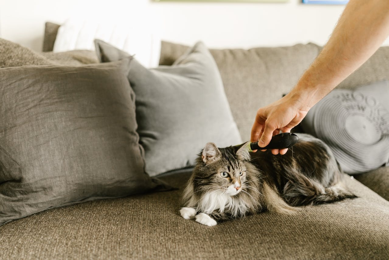 A cat being massaged by its owner with a massage comb