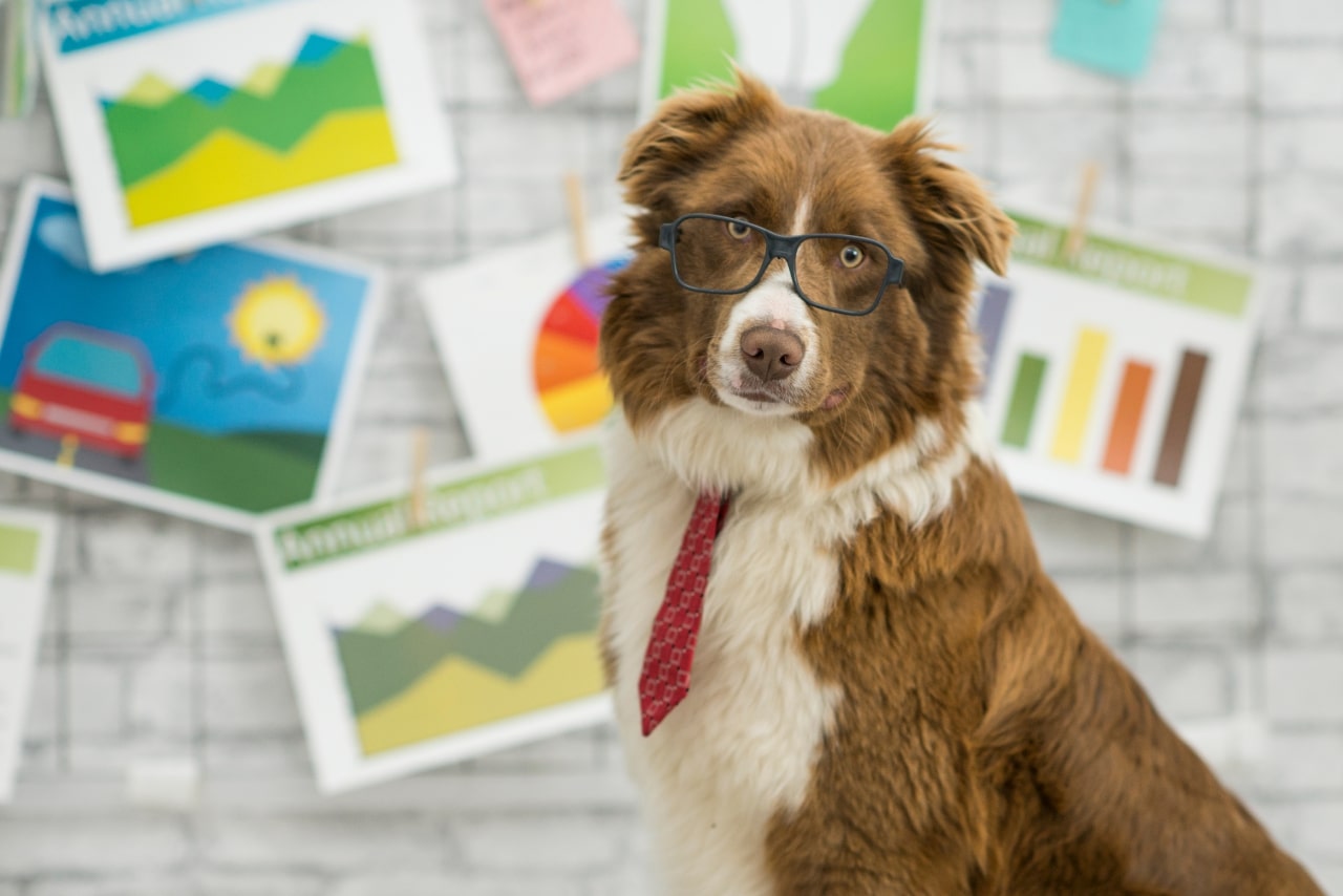 Cute brown border collie breed dog sitting in front of many business graphs wearing glasses.