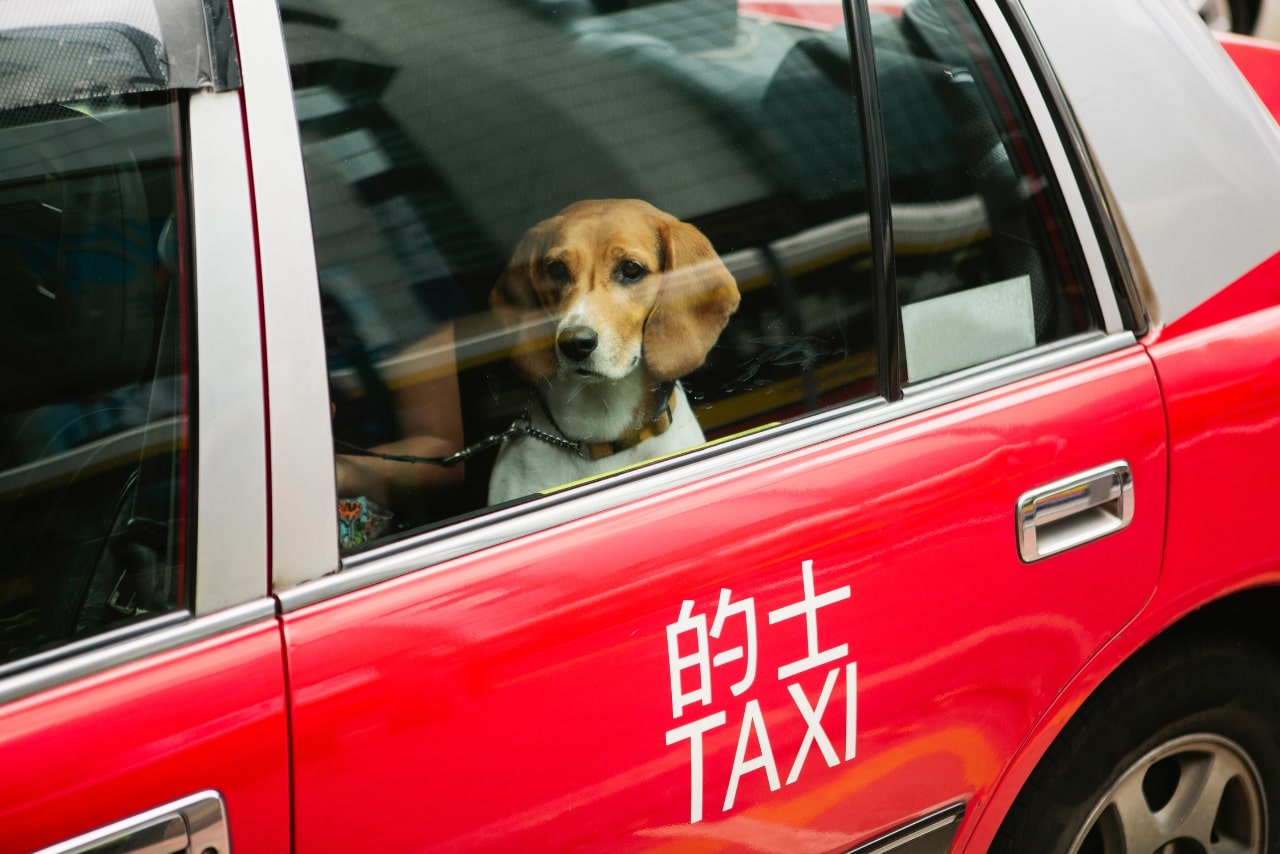 Dog looking out on a taxi window.