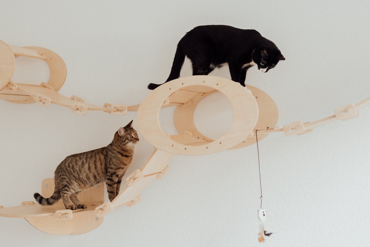 Two cats playing in a cat climbing frame