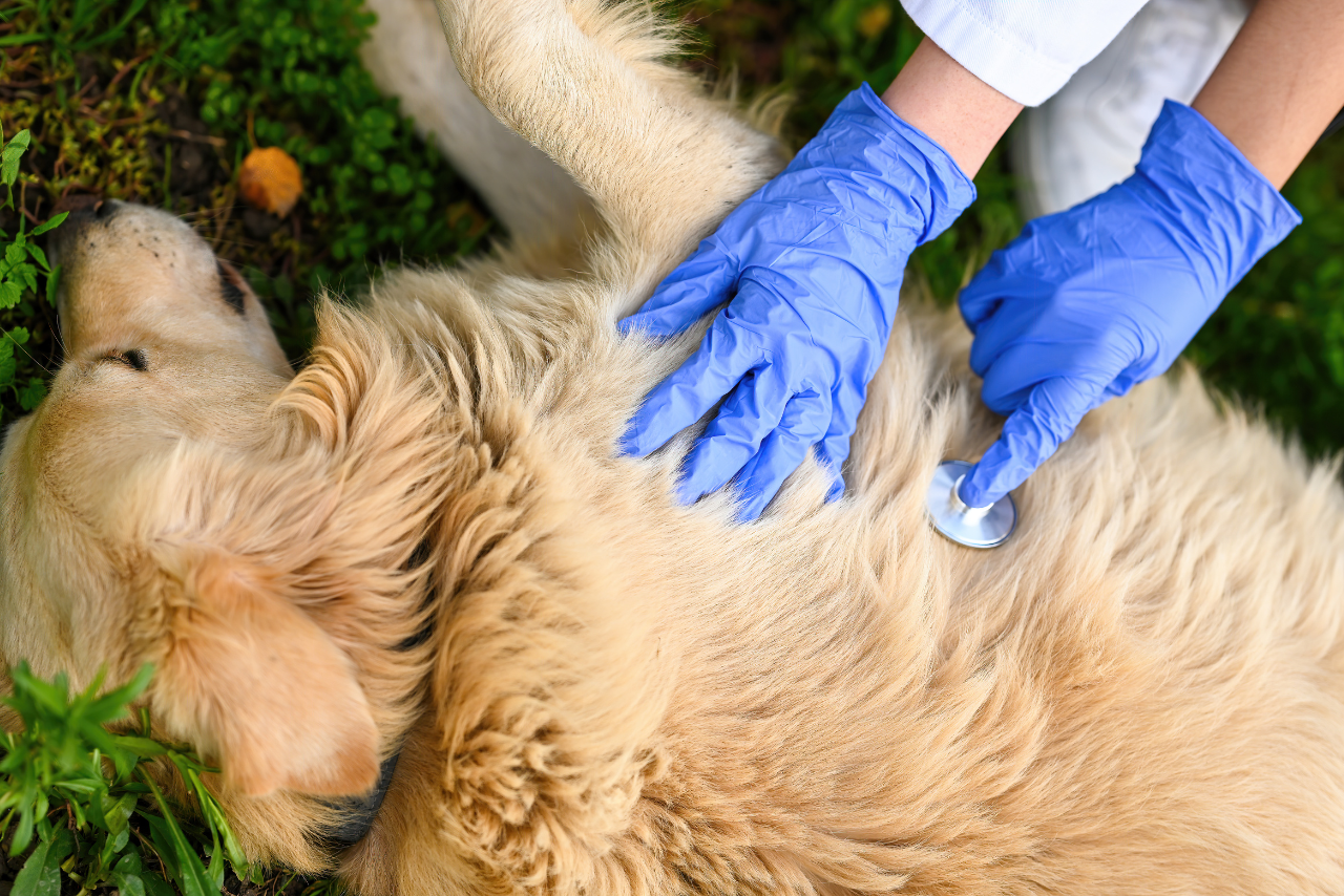 Veterinarian first aid action given to a senior dog.