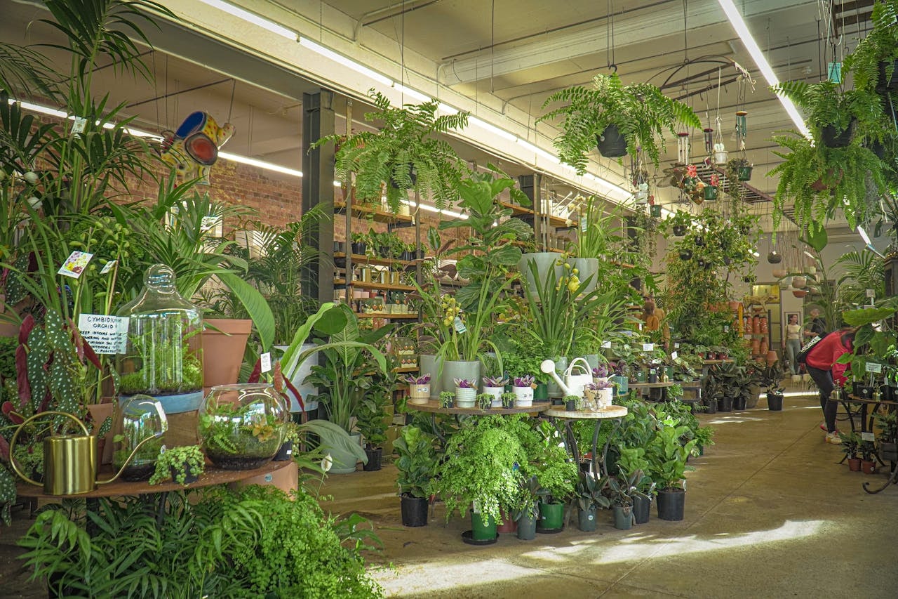 A store with a wide variety of plants