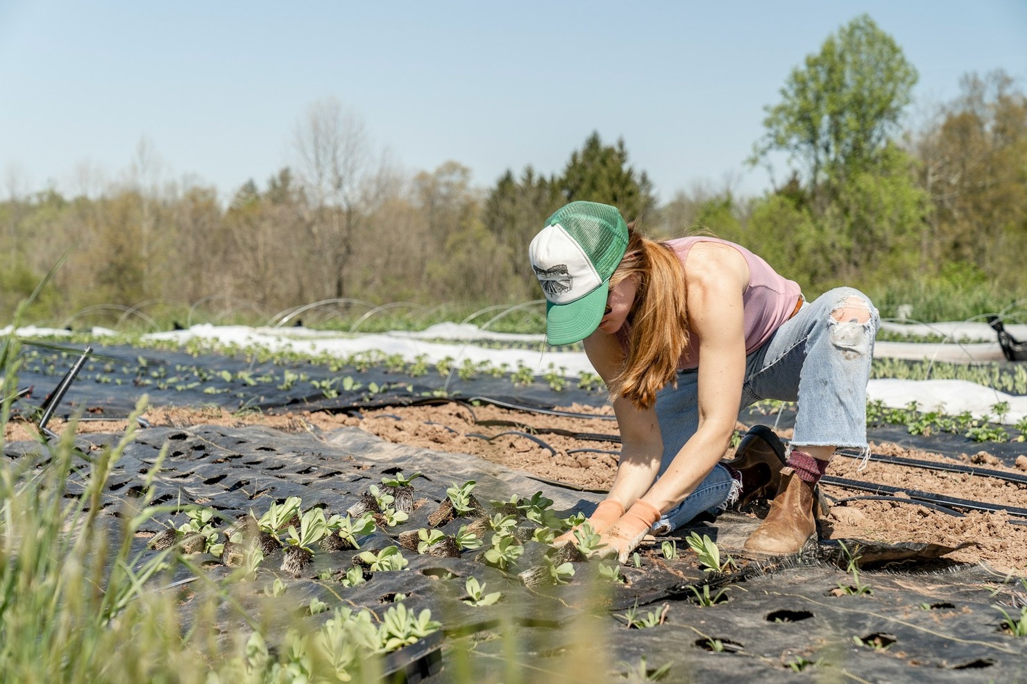 A woman planting spring transplants at a farm