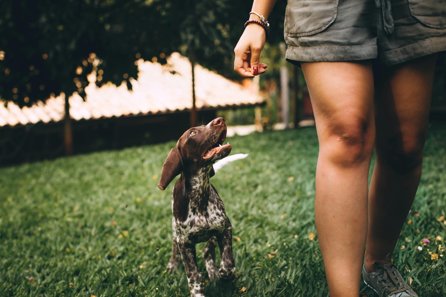 A woman walks a dog, with her full body not visible in the image.