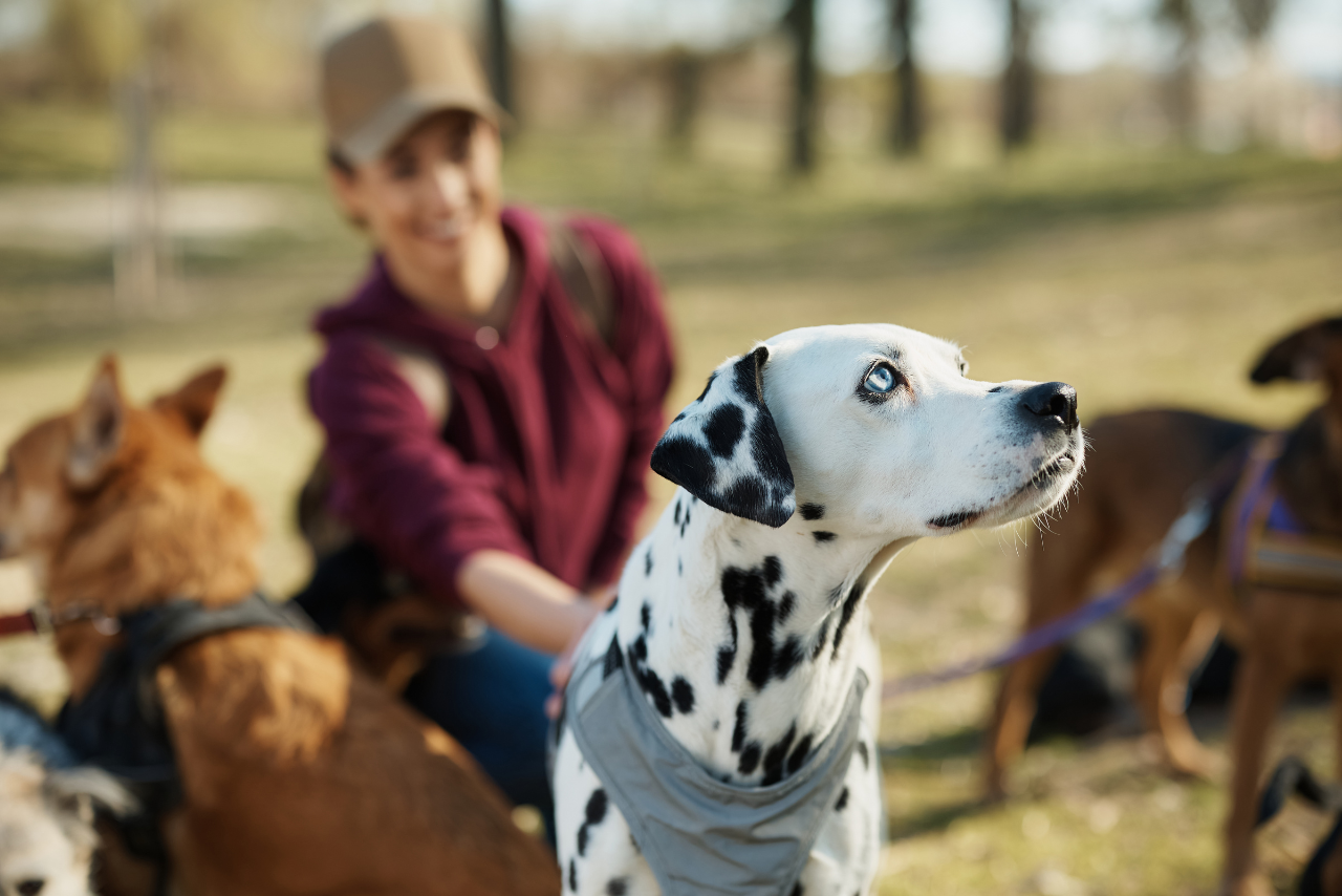 Dalmatian dog in a walk with pet sitter.