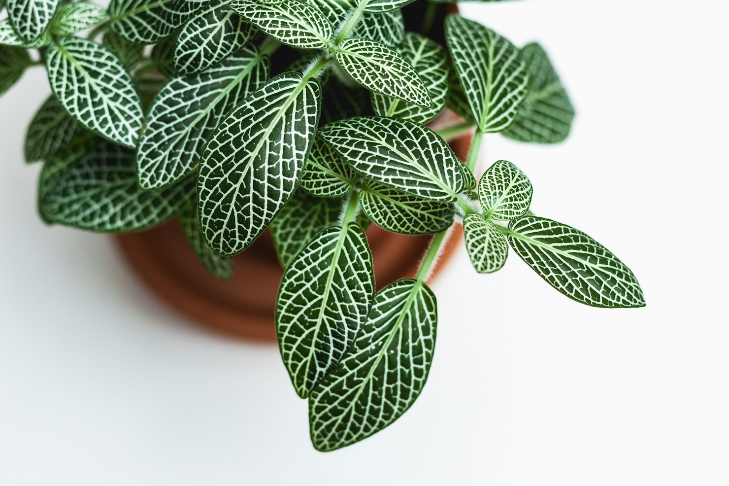 Green plant in a brown pot