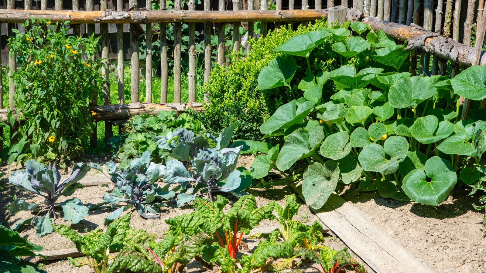 Growing vegetable in a traditional garden.