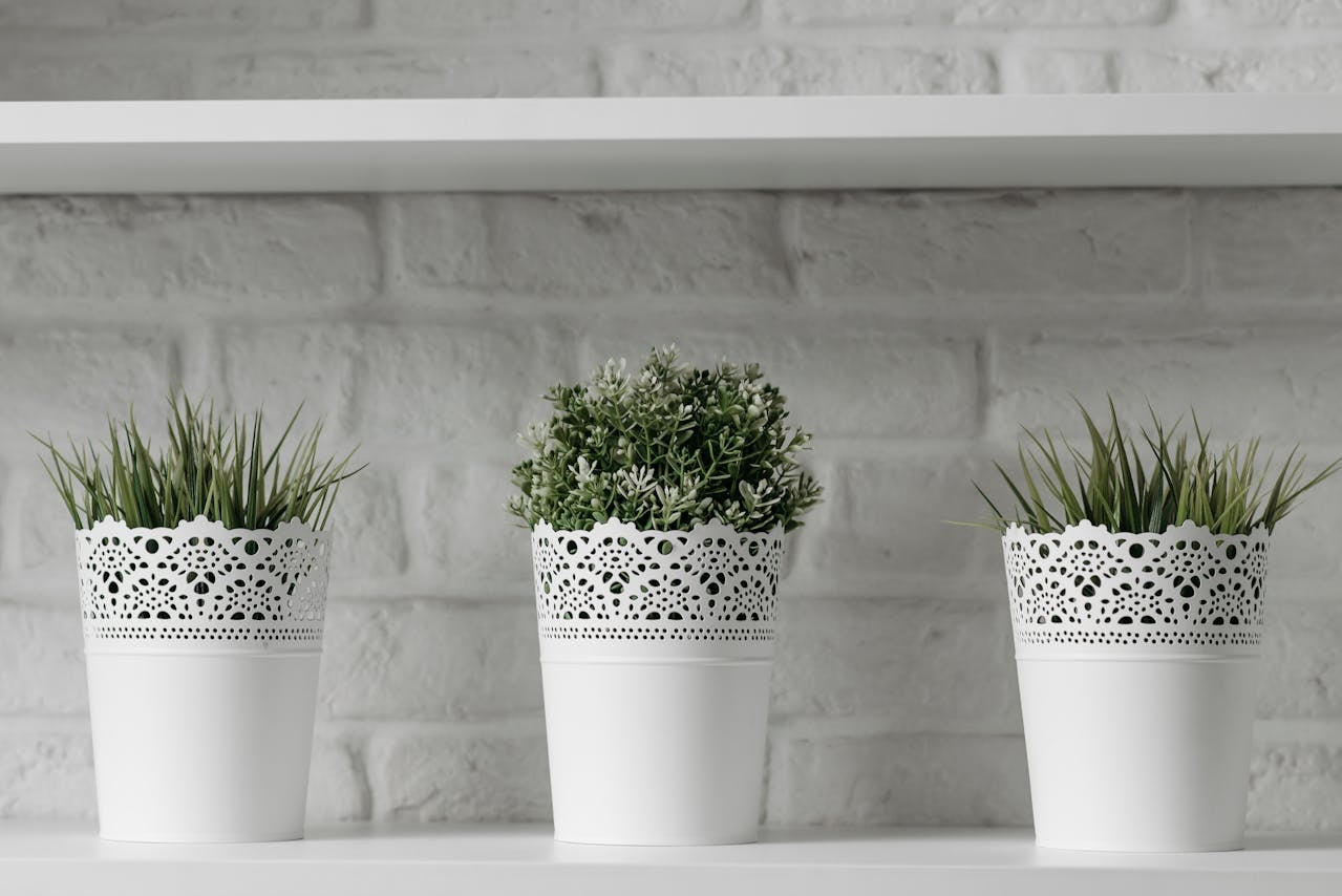 Plants on white pots