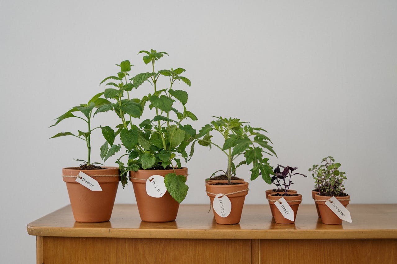 Plants with labels attached to the brown pots