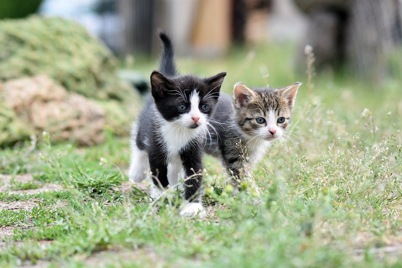 Two kittens in grass