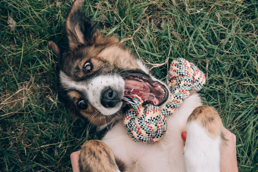 Young dog playing with handmade chew toy.