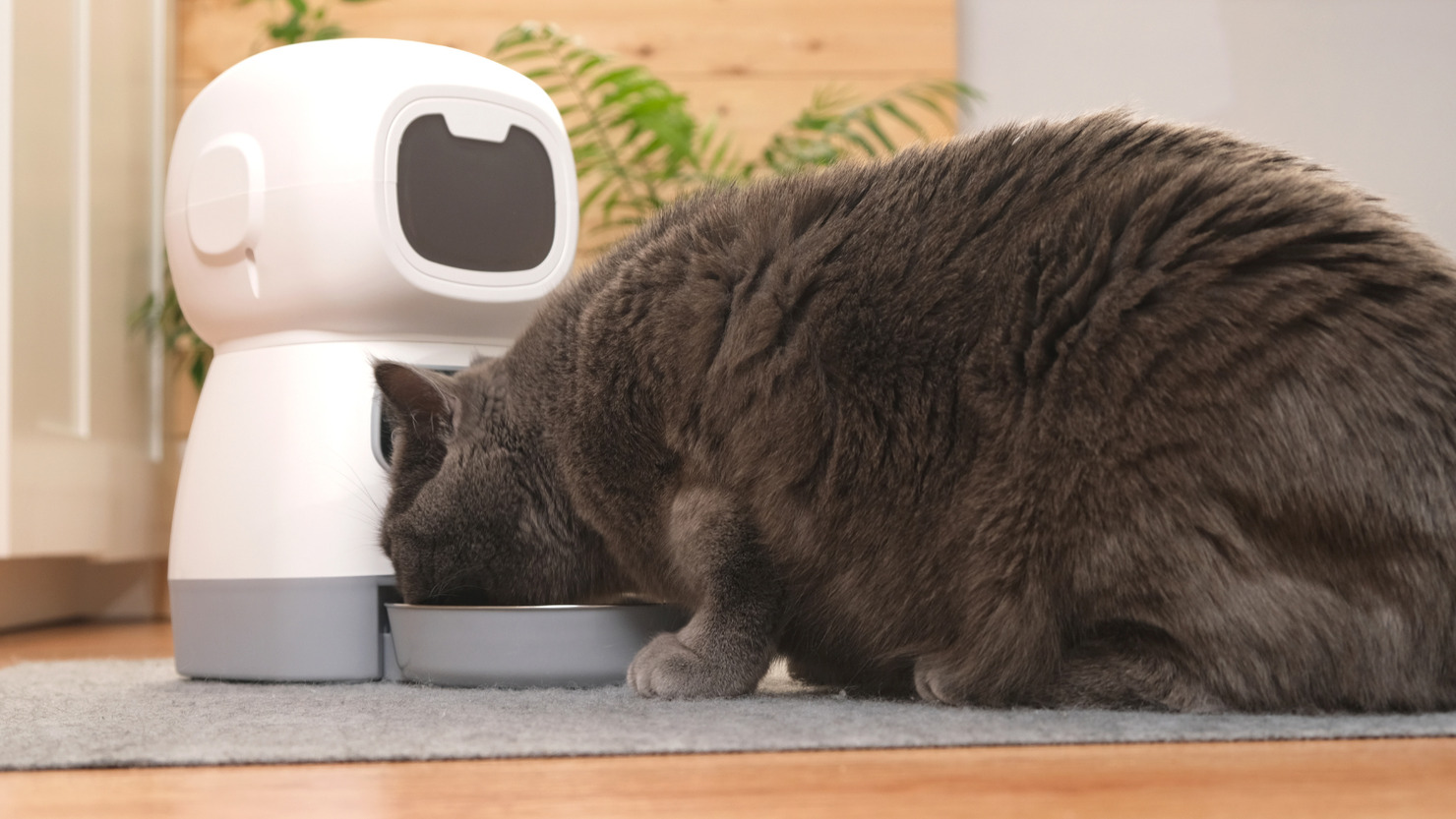 The cat eats from an automatic feeder.