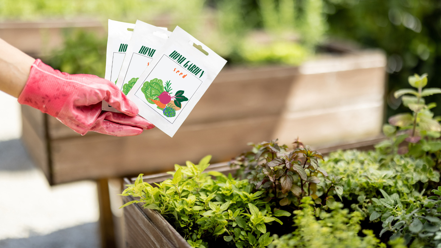 Gardener holding packets of vegetable seeds for home garden.