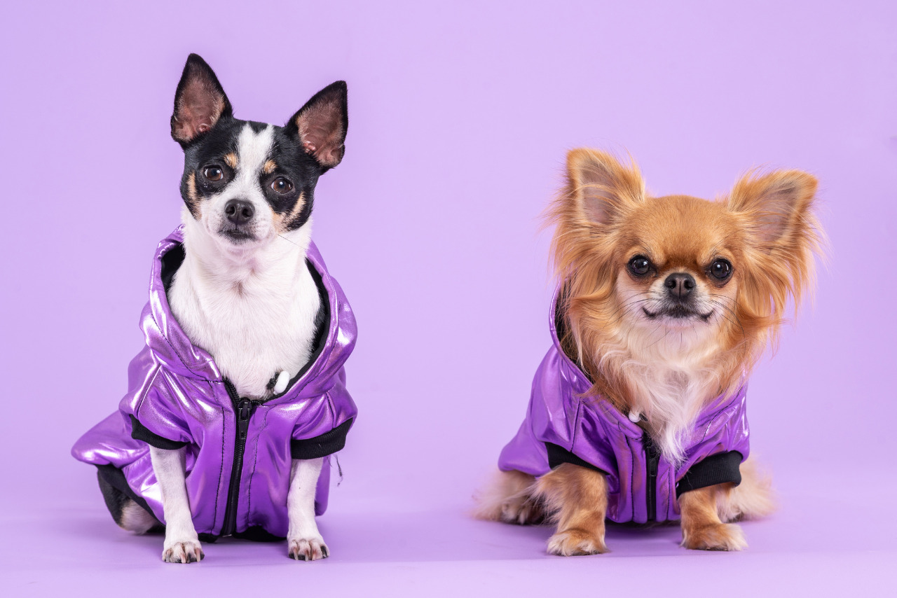 Two chihuahua dogs wearing purple jackets with lilac background.