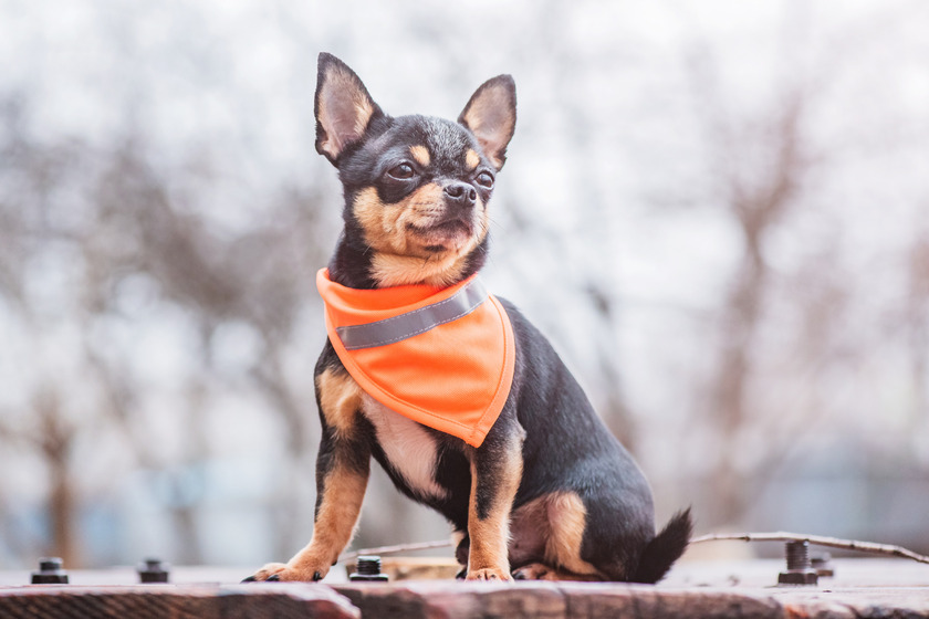 Chihuahua Wearing an Orange Bandana.