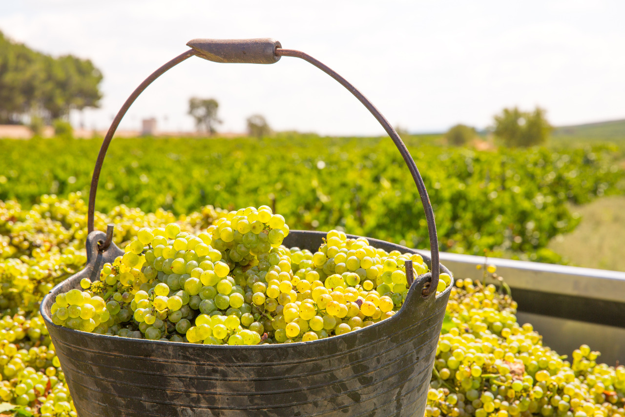 Chardonnay harvest in the Mediterranean.