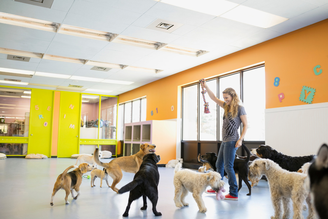 Woman playing with dogs at dog daycare.