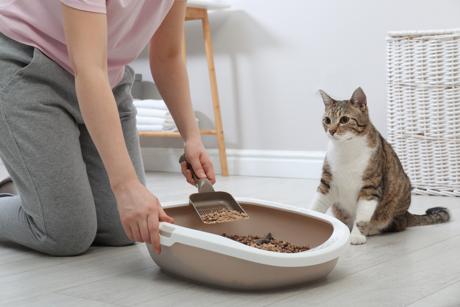 Closeup woman cleaning cat litter tray at home.