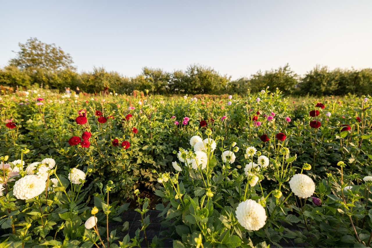 Dahlias Flower Farm.