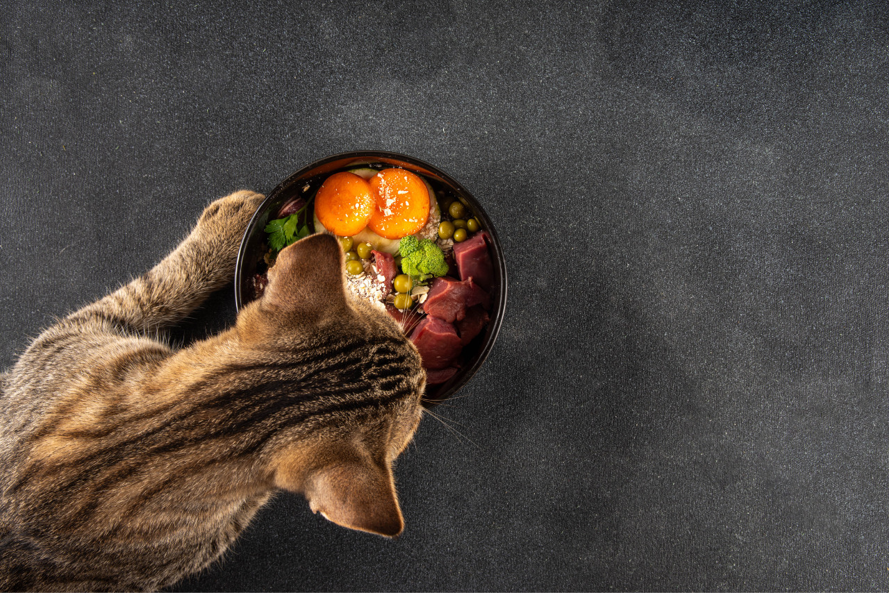 Cat feeding in home made food.