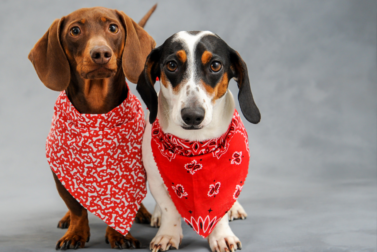 Two dogs wearing printed bandanas.