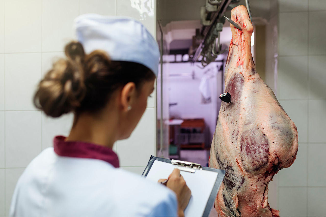Female meat inspector checks meat quality in butchery.