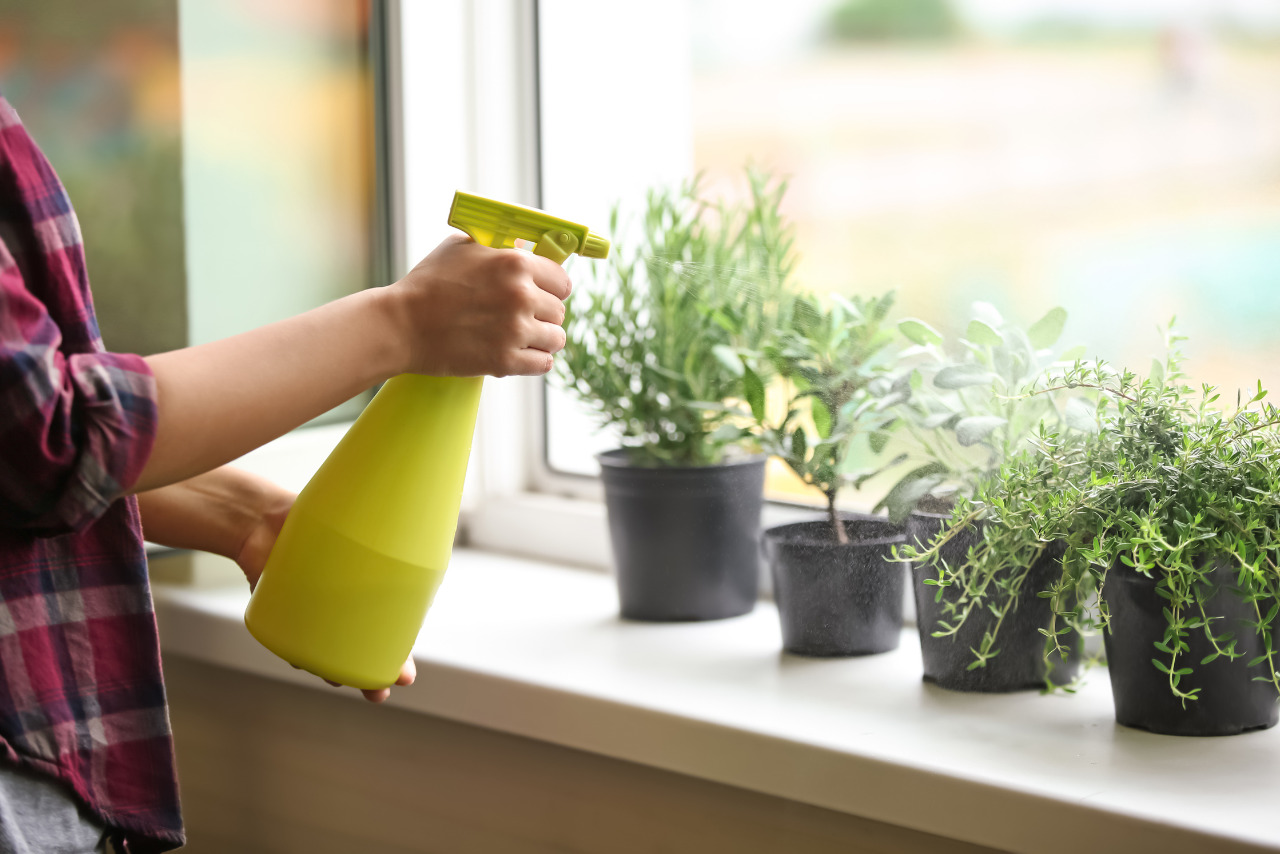 Woman Spraying Fresh Homegrown Herbs on Windowsill.