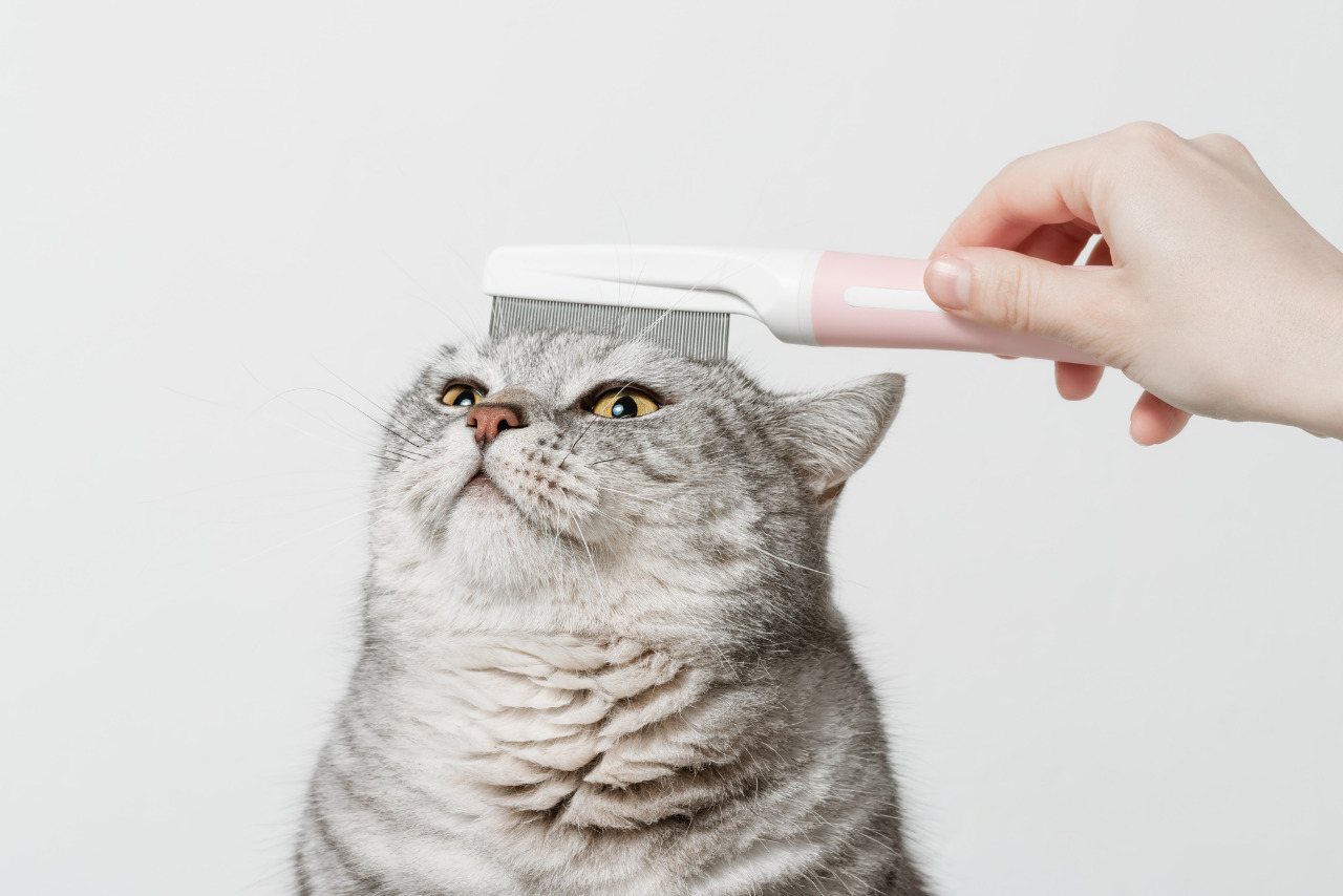 Woman hand brushing cat with the comb.