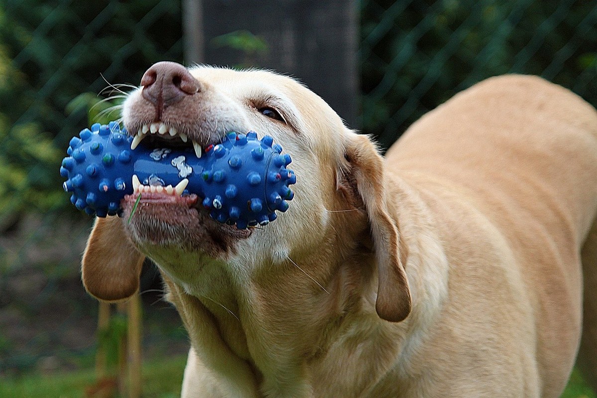 A dog with a chew toy.