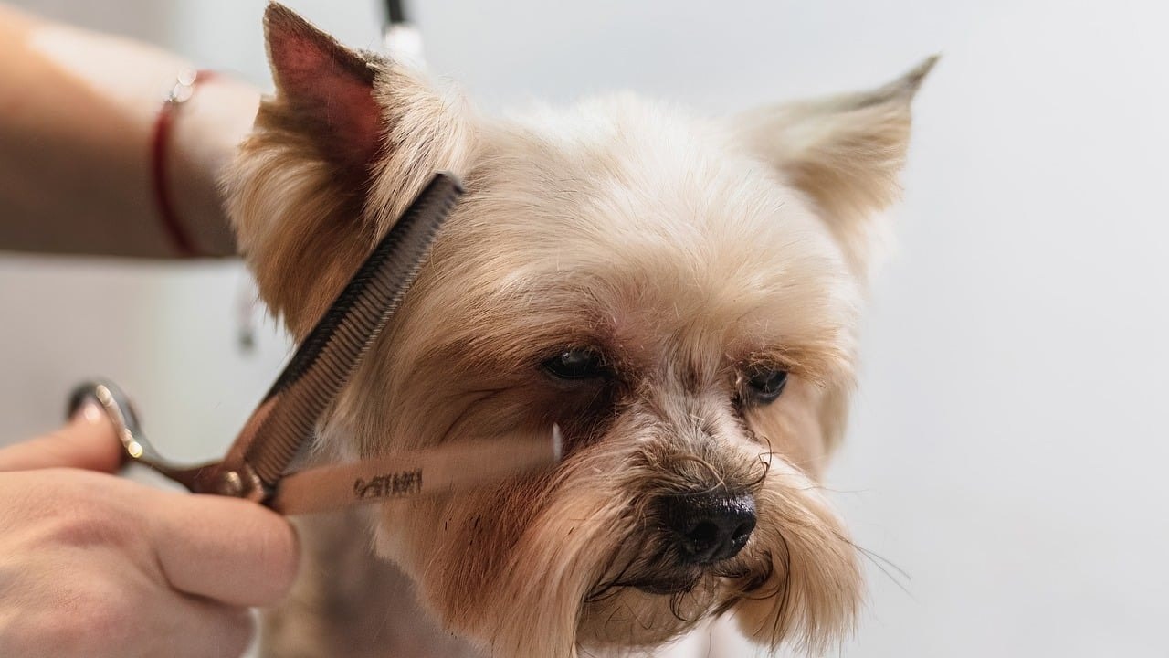 A dog's fur being trimmed.
