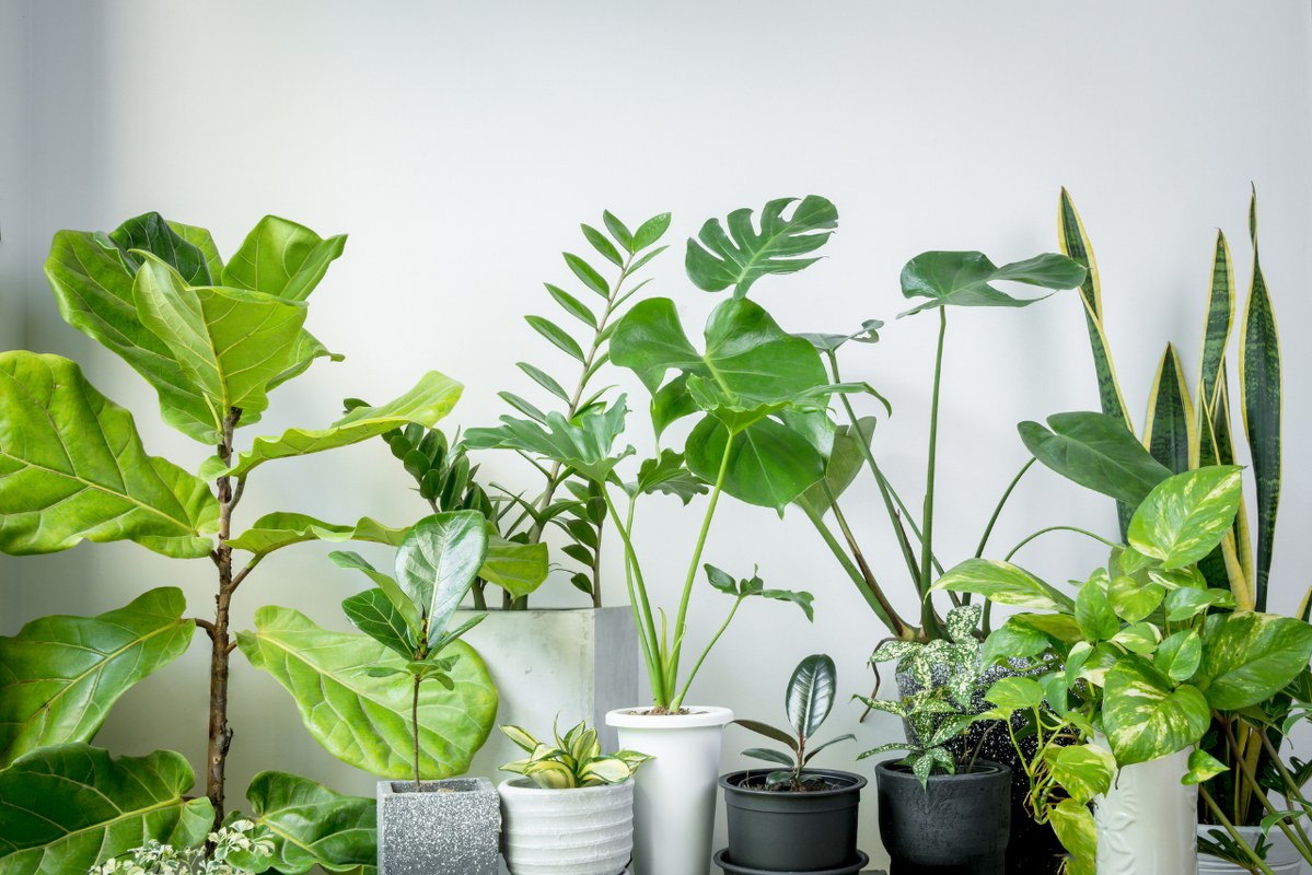 A few house plants and botanical plants.