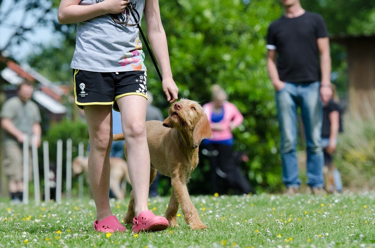 A person walking alongside their dog.