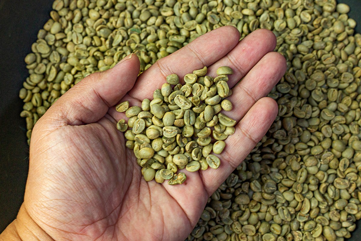 Hand with Green Coffee Beans.
