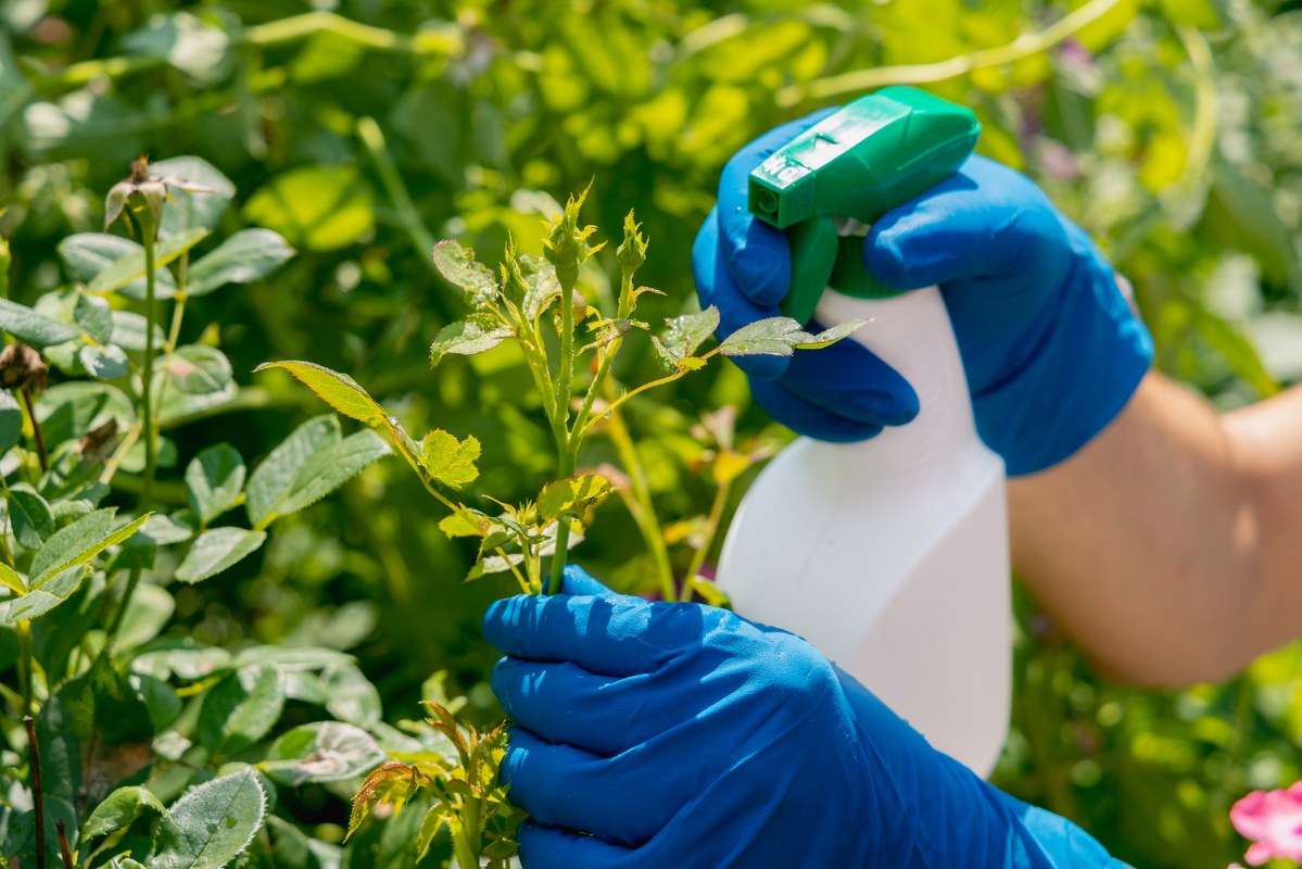 Person using organic spray on plants.