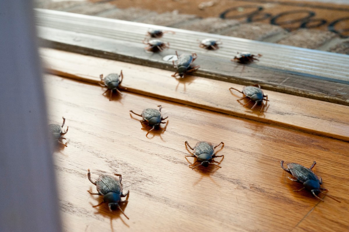 Plastic roaches in the interior of a house.