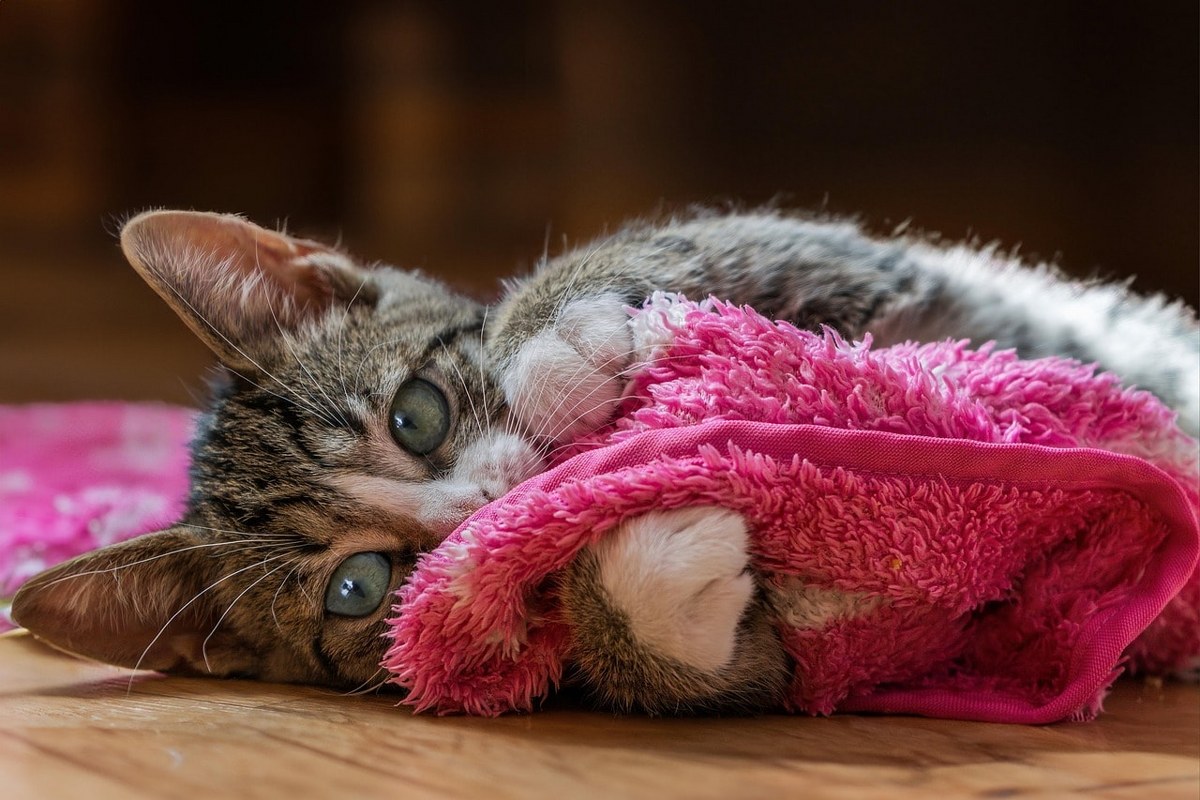 A cat playing with a pink blanket.
