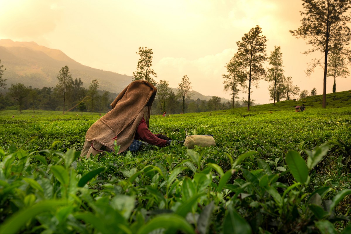A woman is working in a tea plantation.
