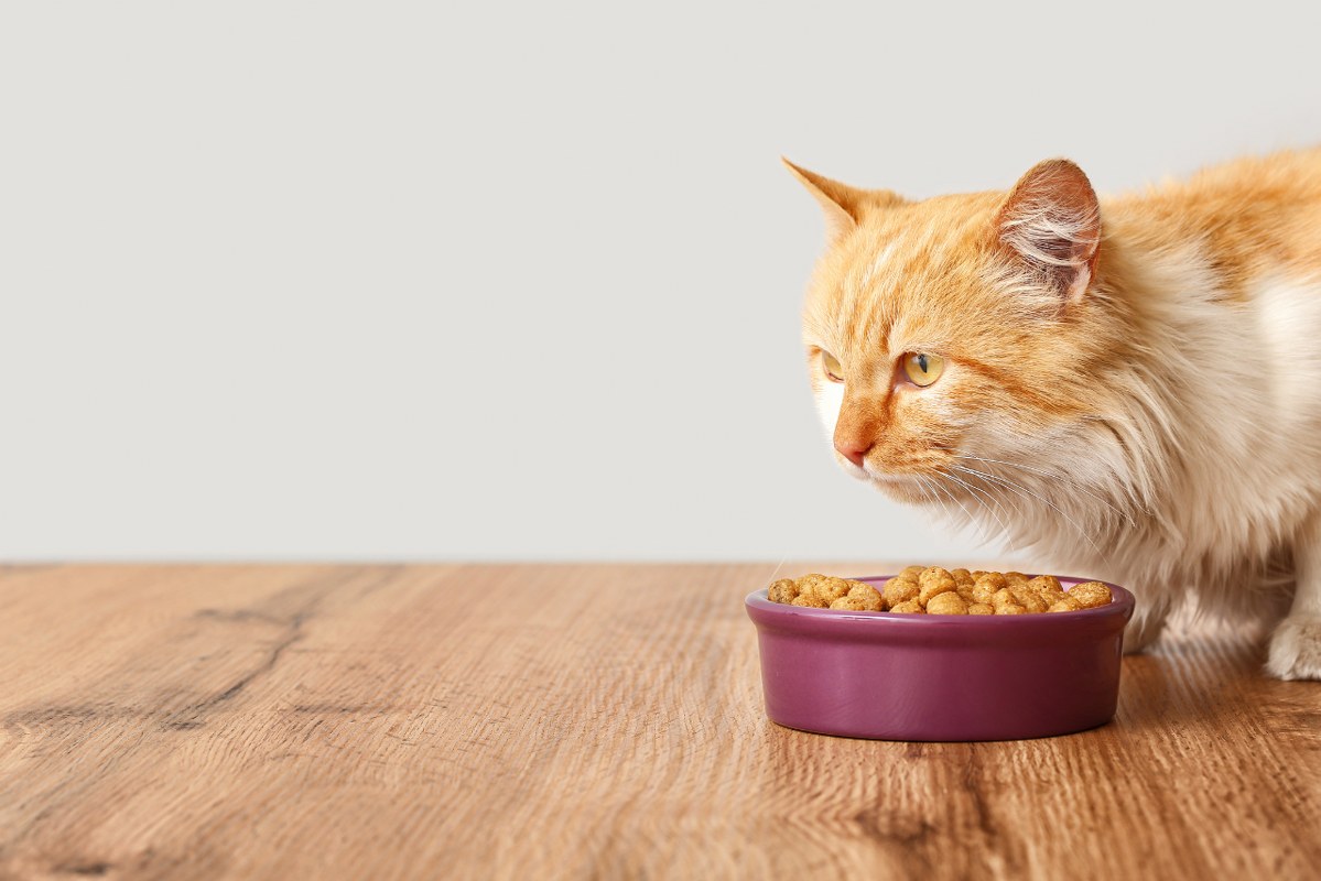 Cat Eating Food from a Bowl at Home.