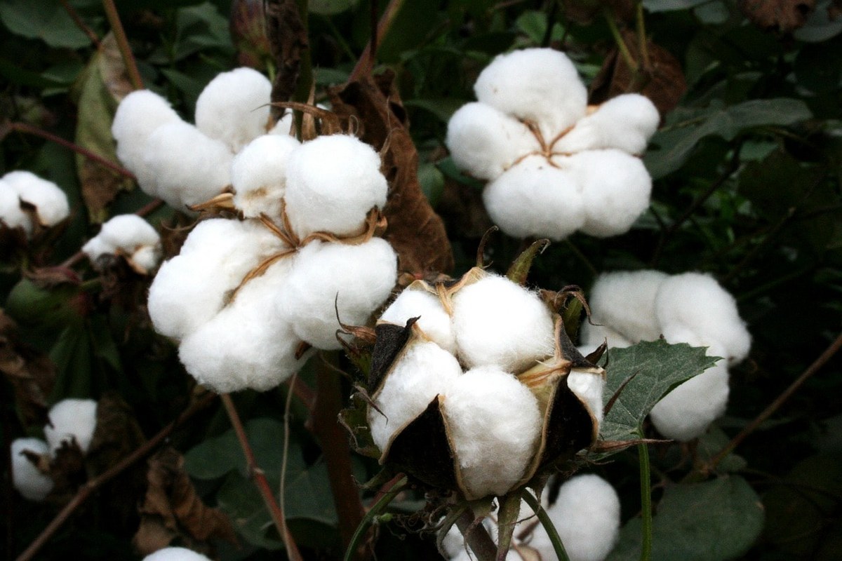 Cotton plant ready for harvest.